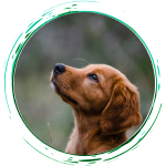 A focused dog looking intently at its owner