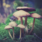 Ton pack de publications sur-mesure