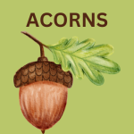 ACORNS - A Popular Micro-Investing and Automated Investing App