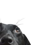 Chiot